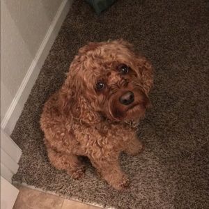 Meet your Posher, Kelly